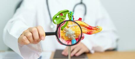 Doctor with human Pancreatitis anatomy model with Pancreas, Gallbladder, Bile Duct, Duodenum, Small intestine and magnifying glass. Pancreatic cancer, acute pancreatitis and Digestive system photo