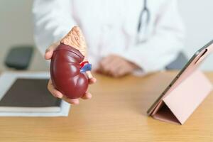 Doctor with Kidney Adrenal gland anatomy model and tablet. disease of Urinary system and Stones, Cancer, world kidney day, Chronic kidney, Urology, Nephritis, Renal, Transplant and health photo