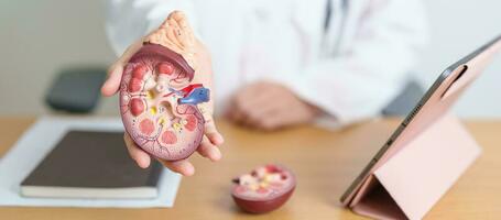 Doctor with Kidney Adrenal gland anatomy model and tablet. disease of Urinary system and Stones, Cancer, world kidney day, Chronic kidney, Urology, Nephritis, Renal, Transplant and health photo