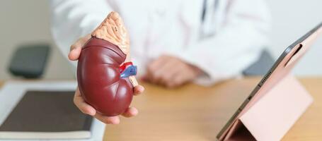 Doctor with Kidney Adrenal gland anatomy model and tablet. disease of Urinary system and Stones, Cancer, world kidney day, Chronic kidney, Urology, Nephritis, Renal, Transplant and health photo