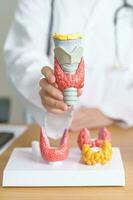 Doctor with human Thyroid anatomy model. Hyperthyroidism, Hypothyroidism, Hashimoto Thyroiditis, Thyroid Tumor and Cancer, Postpartum, Papillary Carcinoma and Health concept photo