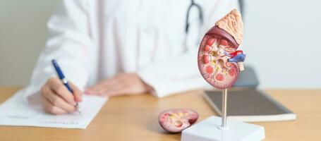 Doctor with Kidney Adrenal gland anatomy model. disease of Urinary system and Stones, Cancer, world kidney day, Chronic kidney, Urology, Nephritis, Renal, Transplant and health concept photo