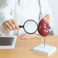 Doctor with Kidney Adrenal gland anatomy model and magnifying glass. disease of Urinary system and Stones, Cancer, world kidney day, Chronic kidney, Urology, Nephritis, Renal, Transplant and health photo