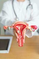 Doctor with Uterus and Ovaries anatomy model. Ovarian and Cervical cancer, Cervix disorder, Endometriosis, Hysterectomy, Uterine fibroids, Reproductive system, Pregnancy and health concept photo