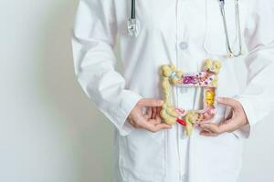 Doctor holding human Colon anatomy model. Colonic disease, Large Intestine, Colorectal cancer, Ulcerative colitis, Diverticulitis, Irritable bowel syndrome, Digestive system and Health concept photo