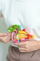 Woman holding human Pancreatitis anatomy model with Pancreas, Gallbladder, Bile Duct, Duodenum, Small intestine. Pancreatic cancer, Acute and Chronic pancreatitis,  Digestive system and Health concept photo