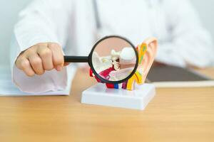 Doctor with human Ear anatomy model with magnifying glass. Ear disease, Atresia, Otitis Media, Pertorated Eardrum, Meniere syndrome, otolaryngologist, Ageing Hearing Loss, Schwannoma and Health photo