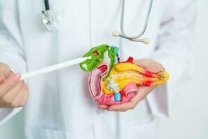 Doctor with human Pancreatitis anatomy model with Pancreas, Gallbladder, Bile Duct, Duodenum, Small intestine. Pancreatic cancer, Acute and Chronic pancreatitis,  Digestive system and Health concept photo