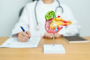 Doctor with human Pancreatitis anatomy model with Pancreas, Gallbladder, Bile Duct, Duodenum, Small intestine. Pancreatic cancer, Acute and Chronic pancreatitis,  Digestive system and Health concept photo