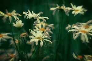 white camomiles growing in a green wild meadow on a summer day in close-up photo