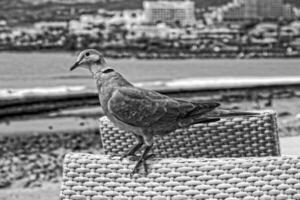 wild free bird pigeon sitting on a chair in a cafe by the ocean on a warm summer day photo