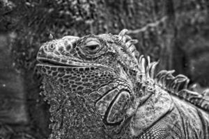 portrait of white black lizard outside at the zoo photo