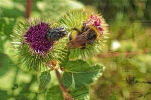 summer purple thistle flower among greenery in a wild meadow, photo