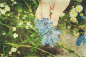 blue summer cornflower on green meadow background in close-up photo