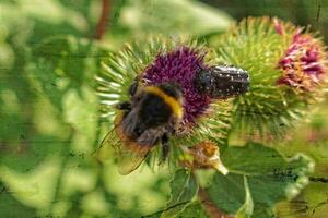 summer purple thistle flower among greenery in a wild meadow, photo