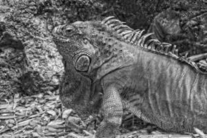 portrait of white black lizard outside at the zoo photo