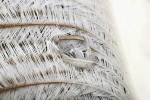 original interesting abstract background with white-beige ostrich feathers in close-up photo