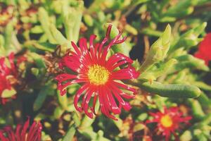 original red flower in close-up in natural habitat among green leaves photo