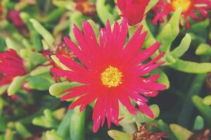 original red flower in close-up in natural habitat among green leaves photo