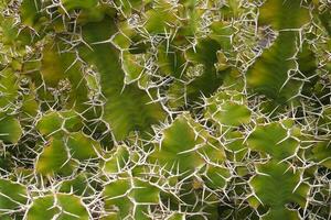 natural original background of green cactus with sharp long white spines photo