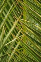 original interesting abstract background with green palm leaf in close-up photo