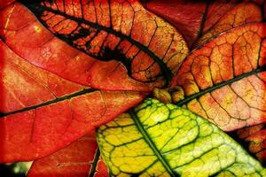 vistoso hojas de plantas en de cerca creando un interesante y original antecedentes foto