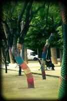 trees in the park dressed in handmade crochet colorful formal scarves photo