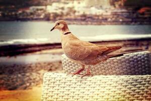 wild free bird pigeon sitting on a chair in a cafe by the ocean on a warm summer day photo