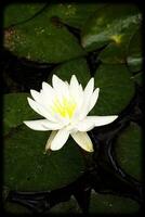 white flowers water lilies growing among green leaves in a garden pond photo