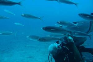 diver swimming among beautiful large fish in the blue warm ocean photo