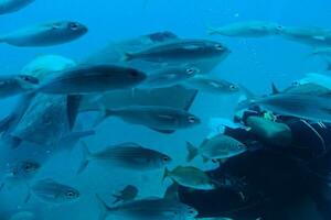 diver swimming among beautiful large fish in the blue warm ocean photo