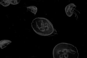 delicate jellyfish floating in black water in an aquarium creating an interesting background photo