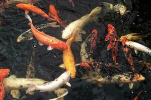 vistoso blanco y rojo japonés carpa pescado nadando en un estanque foto