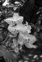 delicado vistoso flores orquídeas creciente en un natural ambiente en botánico huerta foto