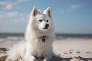 hermosa Samoyedo perro sentado en el arena cerca el mar, hermosa blanco americano esquimal perro sentado en el playa, ai generado foto