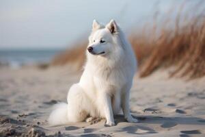 hermosa Samoyedo perro sentado en el arena cerca el mar, hermosa blanco americano esquimal perro sentado en el playa, ai generado foto