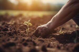 Farmer planting a young green seedling in the ground with sunlight, Closeup of a farmers hands planting tree, photo