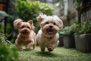 two cute yorkshire terrier dogs running in the garden and smiling, Two cute small dogs playing and running in a green garden, AI Generated photo