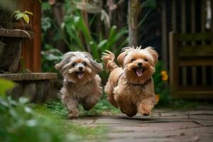 dos Yorkshire terrier perros corriendo juntos en el jardín. selectivo enfocar. dos linda pequeño perros jugando y corriendo en un verde jardín, ai generado foto