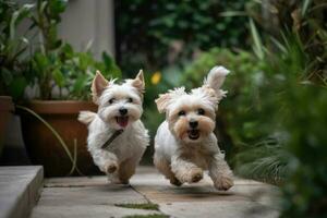 Yorkshire Terrier dog running in the garden,selective focus, Two cute small dogs playing and running in a green garden, AI Generated photo