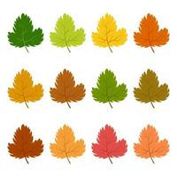 Set of twelve autumn leaves in different autumn colors. Vector illustration.