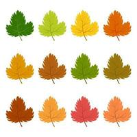 Set of twelve autumn leaves in different autumn colors. Vector illustration.