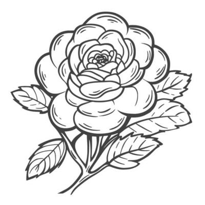 Lush peony flower ink sketch