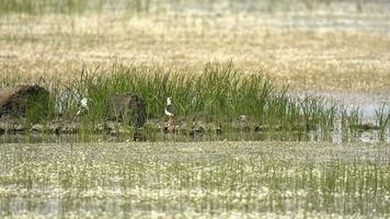 Pair Of Black Winged Stilts Birds In The Wetland Lake video