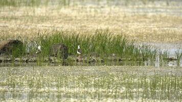 paar- van zwart gevleugeld stelten vogelstand in de wetland meer video