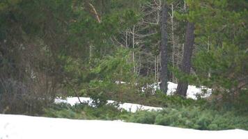 naturlig snöig skog golv i vår video