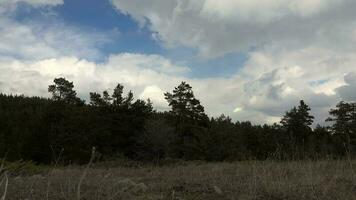 Variable mix weather in pine forest video