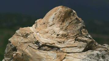 Petrified forest in which tree trunks have fossilized video