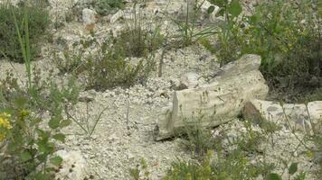 Petrified forest in which tree trunks have fossilized video