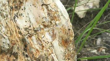 Petrified forest in which tree trunks have fossilized video